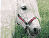 CRA110.gif